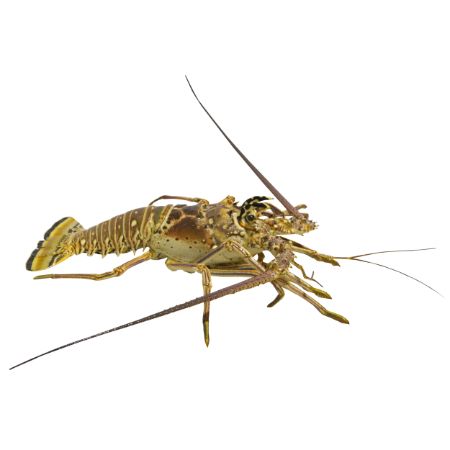 [0009899] Whole Spiny Lobster 2 lb (Frozen) 1 ct
